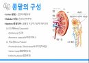 성인 비뇨기계 PPT- 구조, 기능, 콩팥, 의학용어 (항상 과제 A+ 받고 당연히 이 케이스도 A+ ) 5페이지