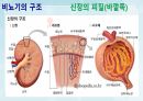 성인간호학(비뇨생식기계질환,은하출판사) 6페이지