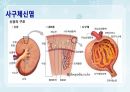 성인간호학(비뇨생식기계질환,은하출판사) 28페이지