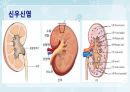 성인간호학(비뇨생식기계질환,은하출판사) 33페이지