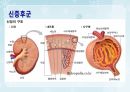 성인간호학(비뇨생식기계질환,은하출판사) 35페이지