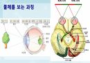 성인간호학(안과질환,은하출판사) 4페이지
