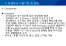 대학병원 출신 간호사가 작성한 (균주별 항생제 사용) 34페이지