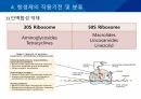 대학병원 출신 간호사가 작성한 (균주별 항생제 사용) 42페이지