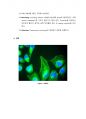 Immunostaining(면역염색법) 결과레포트 6페이지