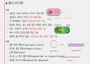 플라스미드와 클로닝, 그 응용인 유전자치료에 관하여 / 고급생명과학 발표자료 5페이지