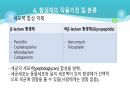 의과대 학생이 작성한 항생제 관련 자료(세균 종류/분류, 항생제 사용,일반적원칙,항생제 작용기전) 22페이지
