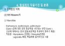 의과대 학생이 작성한 항생제 관련 자료(세균 종류/분류, 항생제 사용,일반적원칙,항생제 작용기전) 48페이지