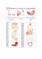 조직 표본 제작 과정 레포트 3페이지