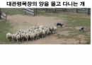역사의 연구.PPT 95페이지