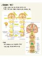 성인간호3신경계 구조와 기능 9페이지