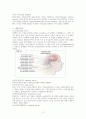 해부생리학 중추신경계와 말초신경계의 구조와 차이 레포트 9페이지