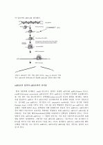 siRNA, miRNA, rasiRNA와 같은 small RNA에 의한 RNA 간섭의 원리와 질병치료 응용 3페이지