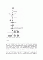 siRNA, miRNA, rasiRNA와 같은 small RNA에 의한 RNA 간섭의 원리와 질병치료 응용 4페이지
