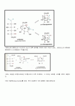 탄수화물의 모든 것 (완벽정리) 4페이지