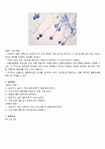 [대학생물학] 곰팡이 및 아메바 관찰 실험보고서 3페이지