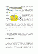 [A+, 유전학] DNA의 모양, 해독, 전사 6페이지