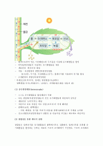(A+ 레포트) 광합성의 개념 및 광합성 과정에 대하여  3페이지