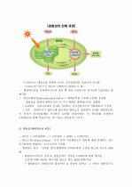 (A+ 레포트) 광합성의 개념 및 광합성 과정에 대하여  8페이지