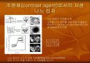 나노 입자의 생체 내 응용 14페이지