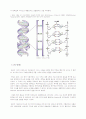 인체생물학 독후감 -  J.D.왓슨의 ‘이중나선’을 읽고- 2페이지