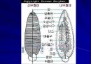 Replantation 수술후 관리  23페이지