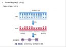 유전자의 화학적 특징 (분자생물학) PPT 55페이지