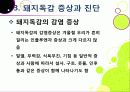 [돼지독감]돼지독감ppt, 돼지독감의 이해와 대처 방안, 돼지독감 감염 증상과 대처 방안, 돼지독감(바이러스) 예방을 위한 방법 10페이지