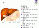 간, 담도, 췌장 2페이지