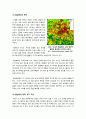 [도시림]도시림이란? 도시림의 이해와 활용, 녹지공간 확보를 위한 도시림 조성방안, 도시림의 중요성과 주요 기능 6페이지