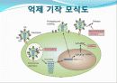 인플루엔자(독감)바이러스, 조류인플루엔자바이러스의 기작과 특징, 타미플루,백신의 종류. 27페이지
