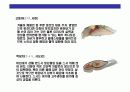 스시[すし]에 대한 이해  26페이지