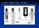 곤충의 사회성에 대한 발표자료 20페이지