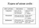 줄기세포(stem cell) 15페이지