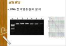 Plasmid Purification & DNA 전기영동 23페이지